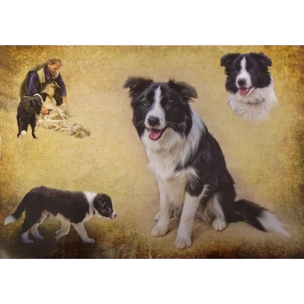 Collie Montage Print 42cm x 30cm