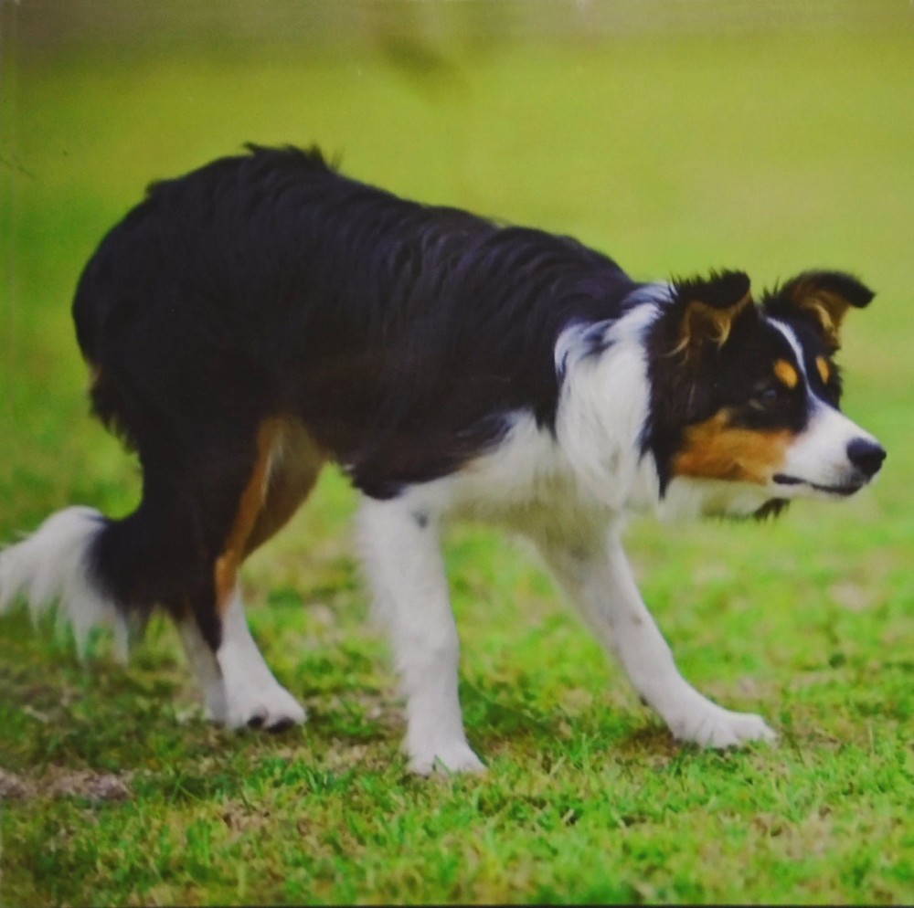 Working Collie Magnetic Note Pad