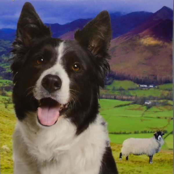 Border Collie & Sheep Magnetic Note Pad