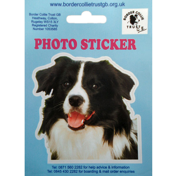 Border Collie photo sticker