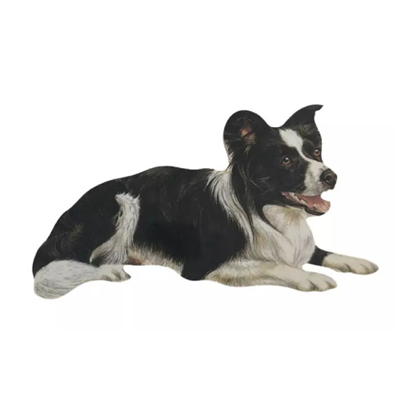 Lying Border Collie Fridge Magnet