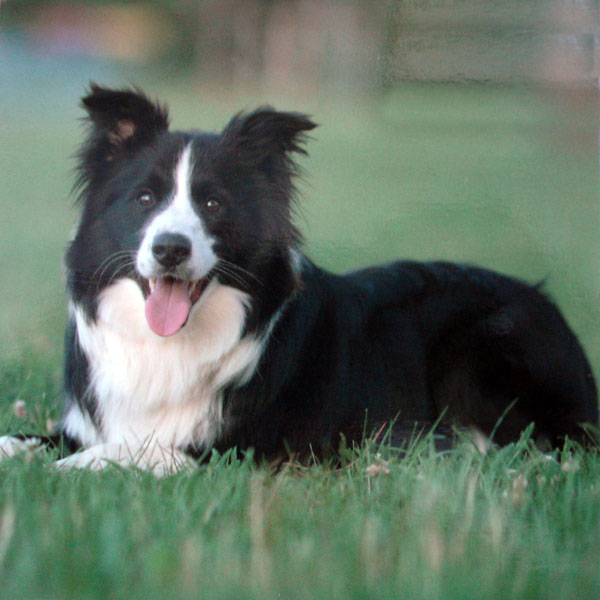 Lying Down Border Collie Magnetic Note Pad