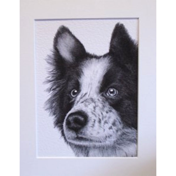 Border Collie Mounted Print 8'' x 6''