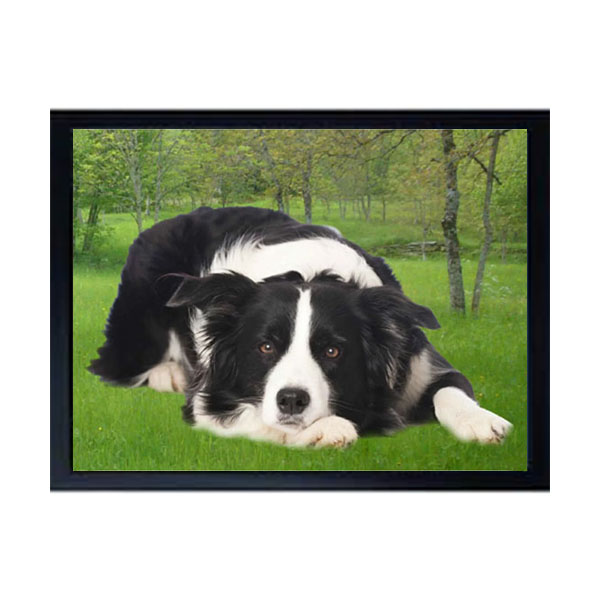 3D Lying Border Collie Fridge Magnet