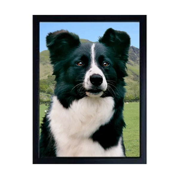 3D Border Collie Fridge Magnet