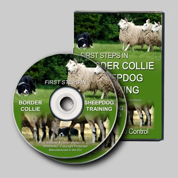 First Steps in Border Collie Sheepdog Training