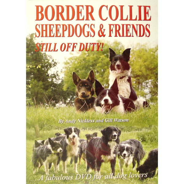 Border Collie Sheepdogs & Friends - Still Off Duty!