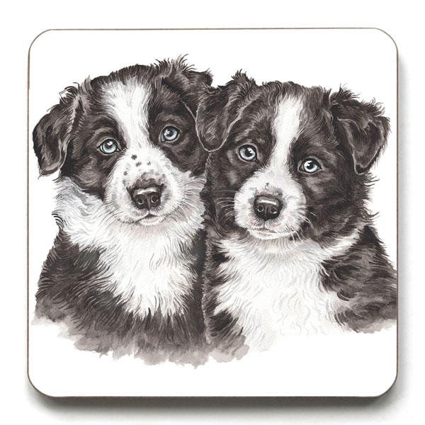 Borde Collie Puppies Coaster