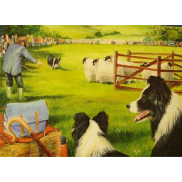 Sheepdog Trials