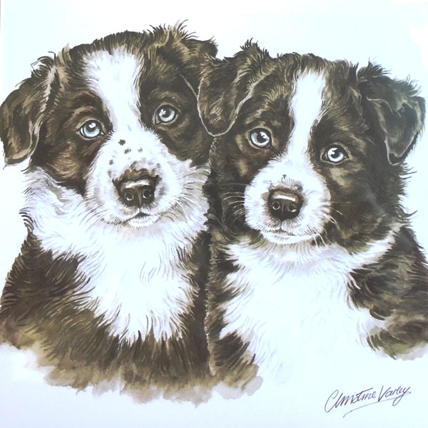 Border Collie Puppies