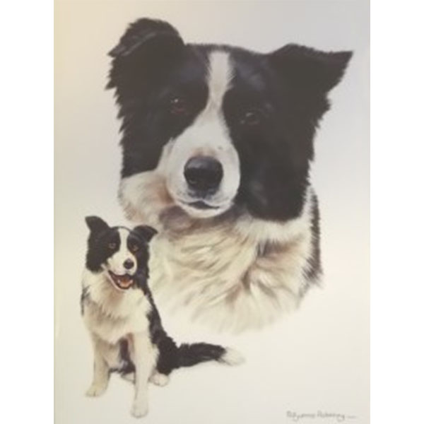 The Border Collies