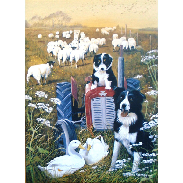 Farm Yard Collies