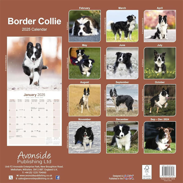 SORRY SOLD OUT Square 2025 Border Collie Calendar