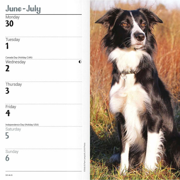 Border Collies Slim Diary 2025