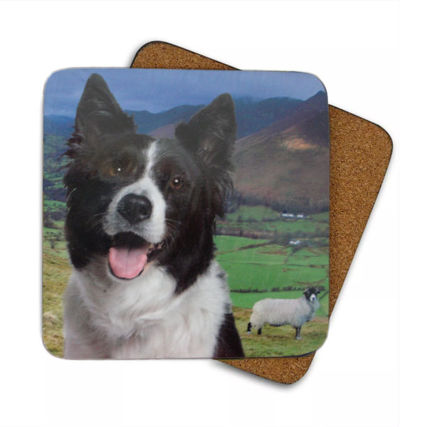 Border Collie - 6 Coasters