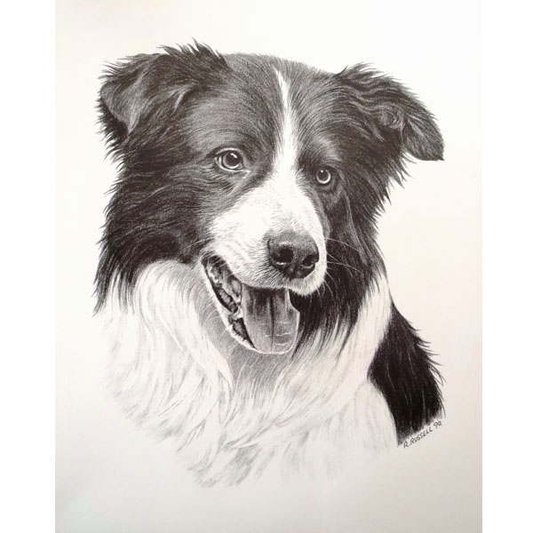 Border Collie print 36cm x 29.5cm