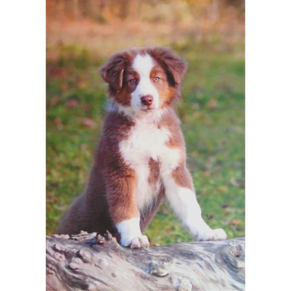 Australian Shepherd Puppy