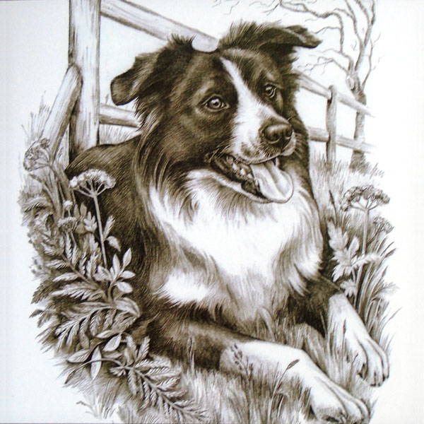 Grey Scale Border Collie