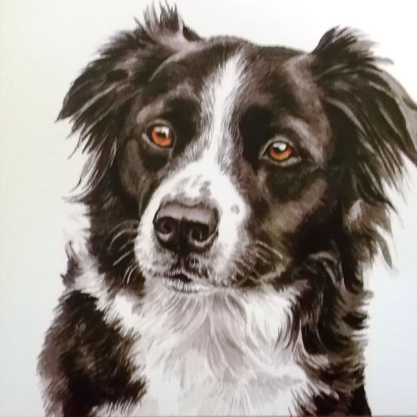 Border Collie