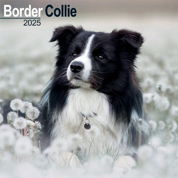 SORRY SOLD OUT Square 2025 Border Collie Calendar