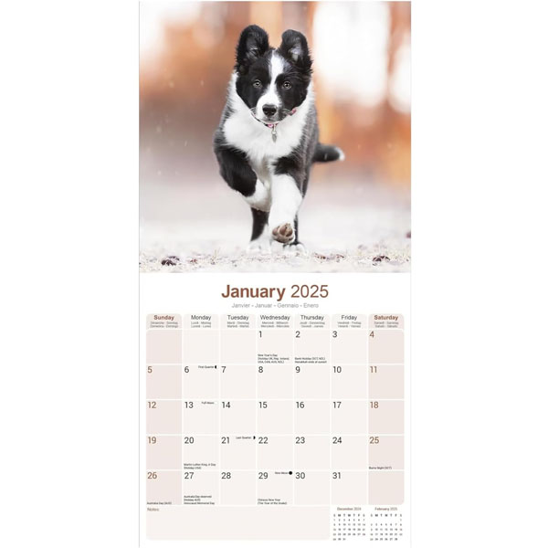 SORRY SOLD OUT Square 2025 Border Collie Calendar